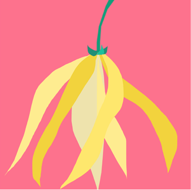 Ylang Ylang