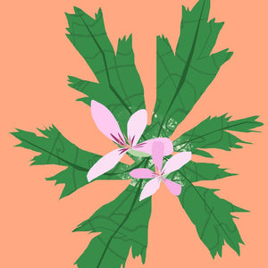 Geranium essential oil